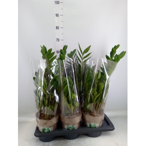 Zamioculcas zamiifolia