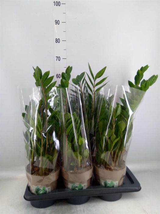 <h4>Zamioculcas zamiifolia</h4>