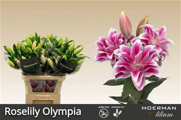 <h4>Li Or Du Rl Olympia</h4>