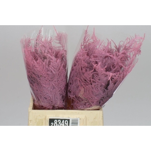 Aspa 1e Veren Light Pink X50