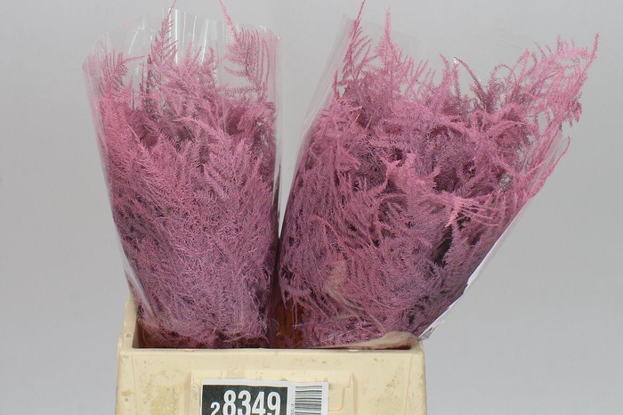 <h4>Aspa 1e Veren Light Pink X50</h4>