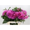 Dahlia Cafe Au Lait Rose