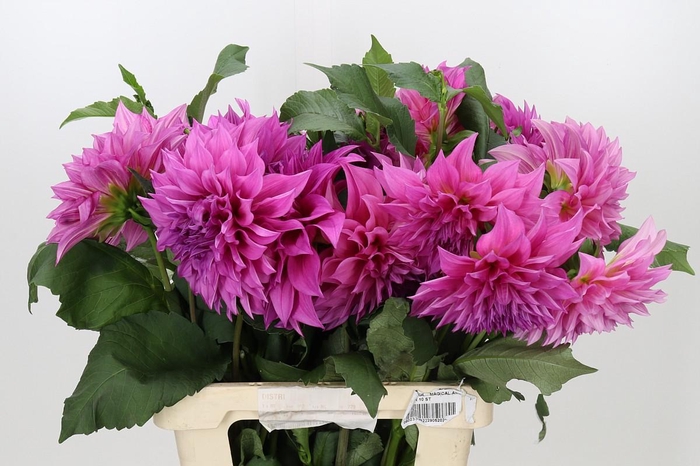 <h4>Dahlia Cafe Au Lait Rose</h4>