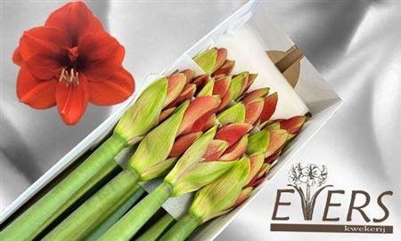 <h4>Hipp Ga Ferrari</h4>