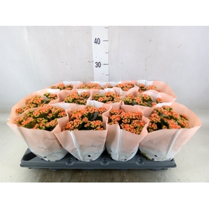 Kalanchoe   ...