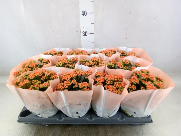 <h4>Kalanchoe   ...</h4>