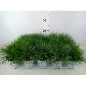 Festuca glauca 'Compacta Blue'