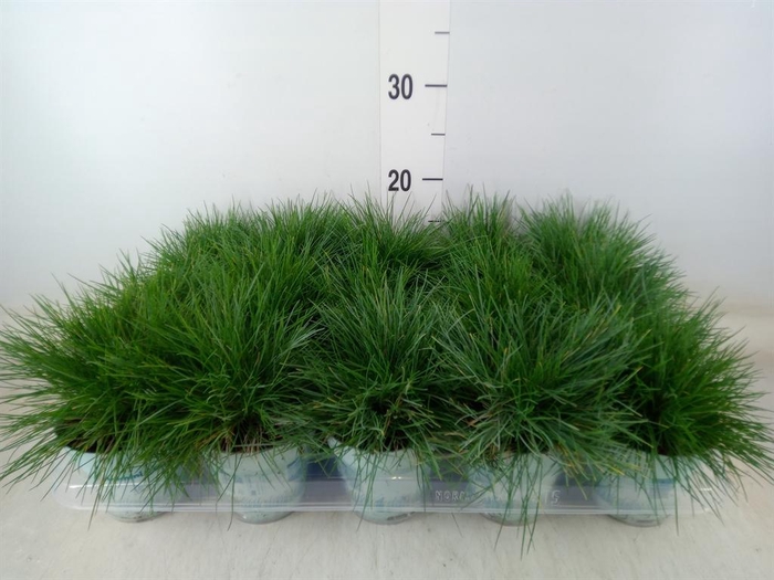 <h4>Festuca glauca 'Compacta Blue'</h4>