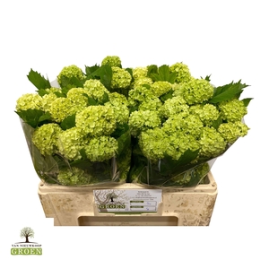 VIBURNUM ROSEUM ST