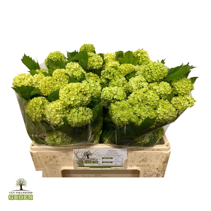 <h4>VIBURNUM ROSEUM ST</h4>