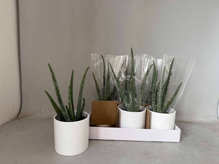 <h4>ALOE VERA</h4>