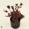 Gaultheria mucronata Mixtray met man