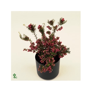 GAULTH MUCRONATA