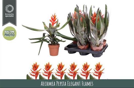 Aechmea Elegant Flames