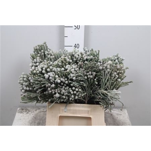 Kaaps Brunia Laevis