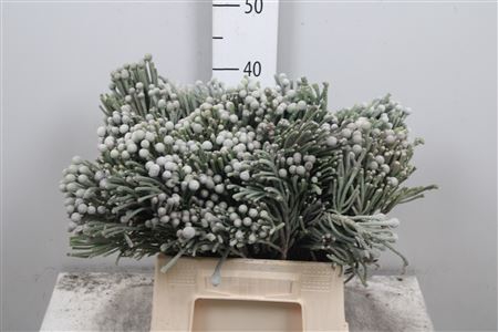 <h4>Kaaps Brunia Laevis</h4>