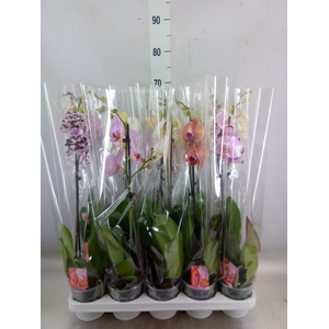 Phalaenopsis   ...mix