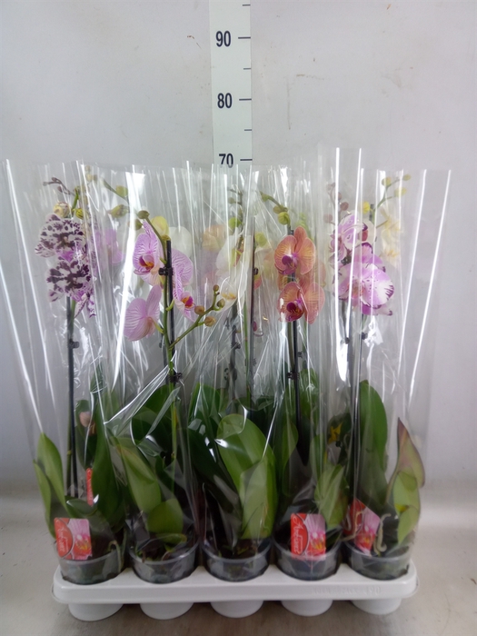 <h4>Phalaenopsis   ...mix</h4>