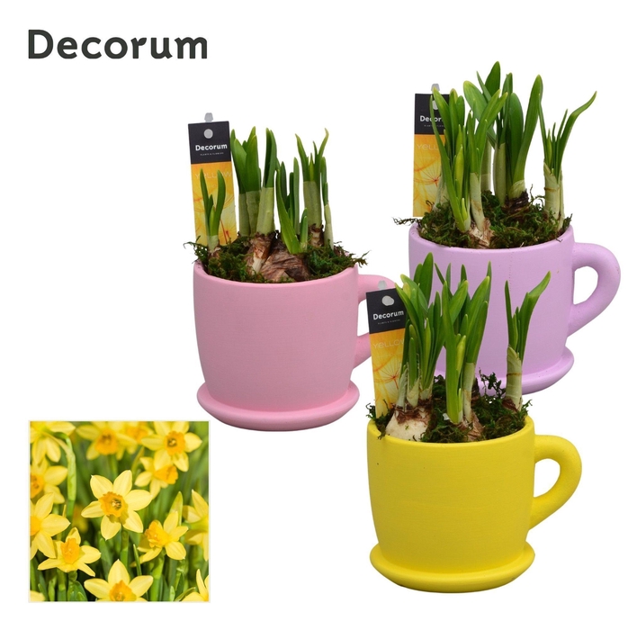 <h4>Narcis Fleurig Bakkie GM HL15287</h4>