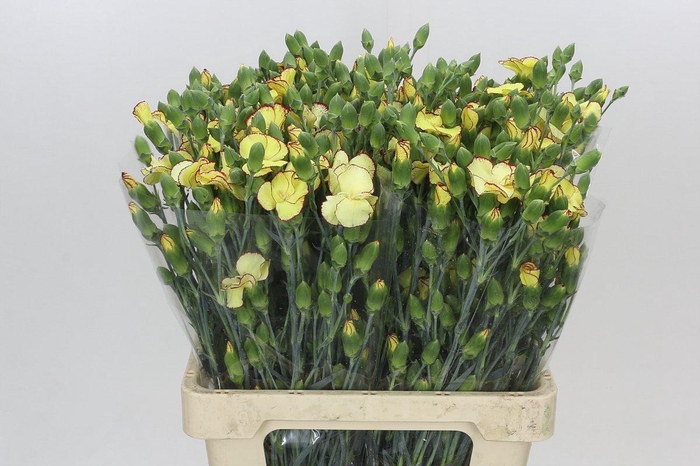 <h4>Dianthus Sp Solandis Heartfly</h4>