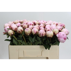 Paeonia Lact. Reine Hortense