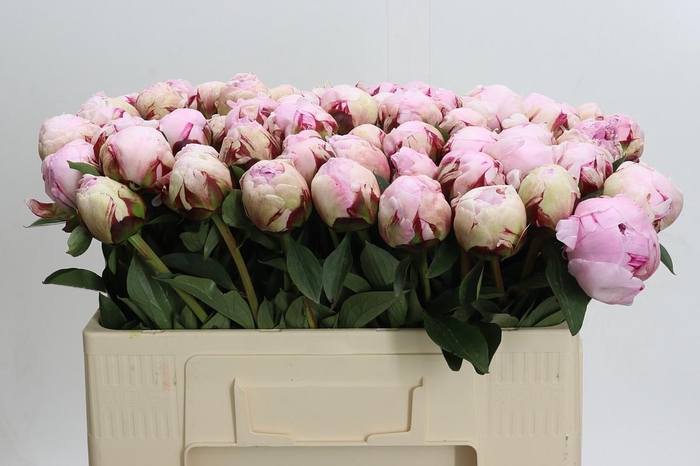 <h4>Paeonia Lact. Reine Hortense</h4>