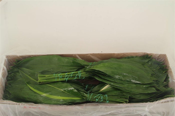 <h4>ASPID ELATIOR</h4>