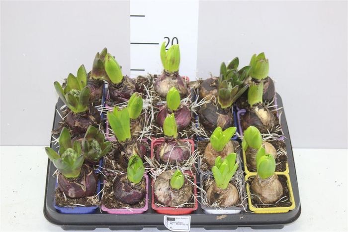 <h4>Hyacinthus Gemengd 1pp</h4>