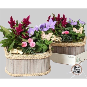 ARR TUINPLANTEN