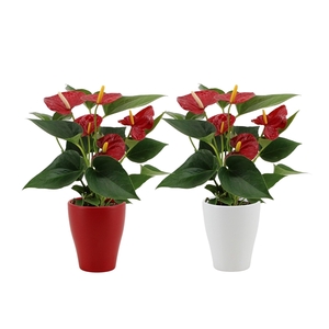 Anthurium Diamond Red in Carly ceramics