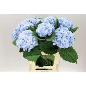 Hyd Lolly Pop Blue
