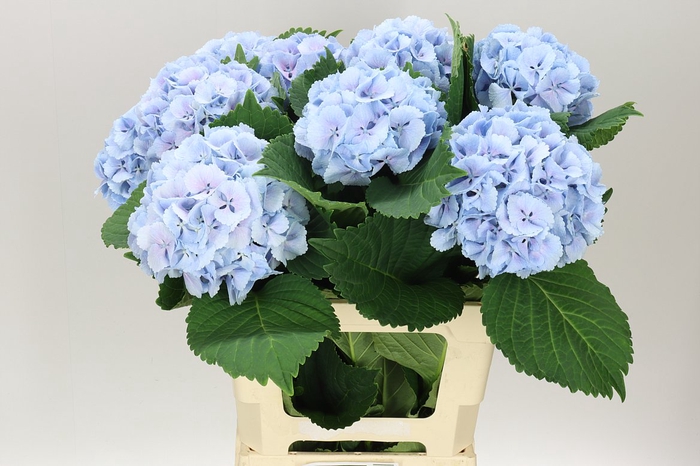 <h4>Hyd Lolly Pop Blue</h4>
