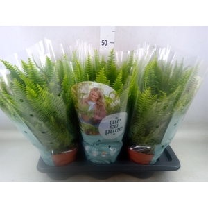 Nephrolepis exal. 'Green Lady'