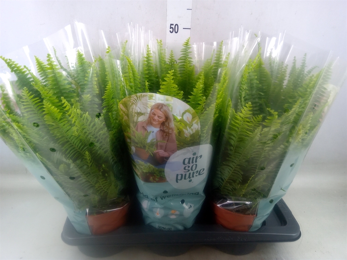 <h4>Nephrolepis exal. 'Green Lady'</h4>