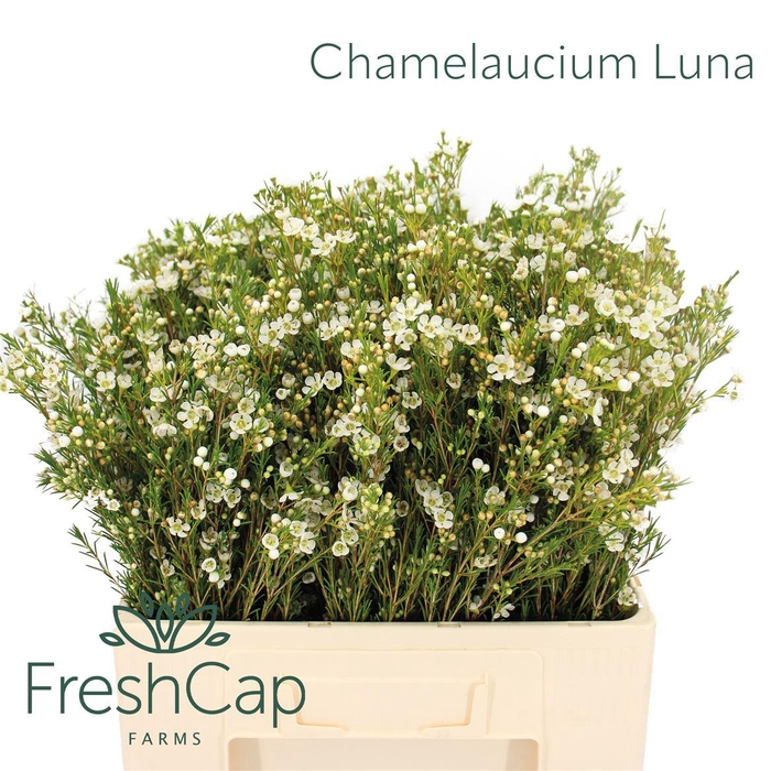 <h4>Chamelaucium Luna</h4>