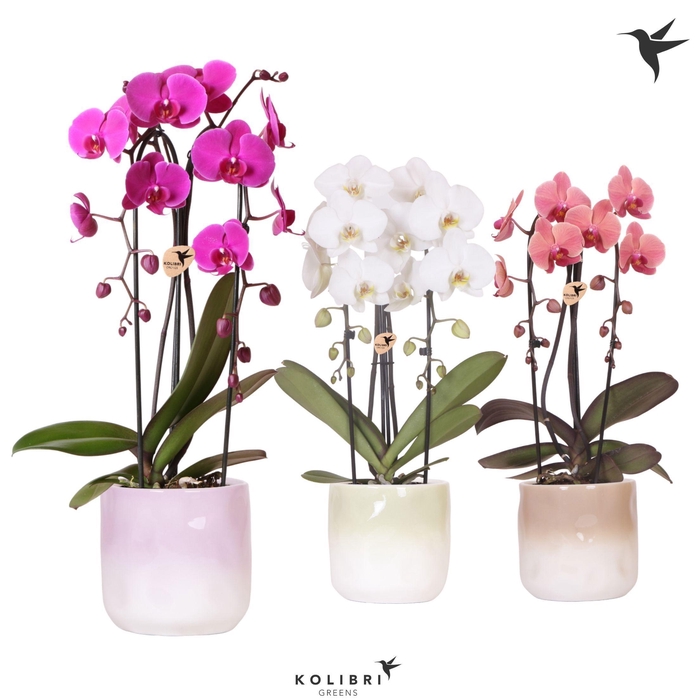 <h4>Kolibri Orchids Phalaenopsis Cascade Niagara Fall mix 2 spike in Gradience pot mix</h4>