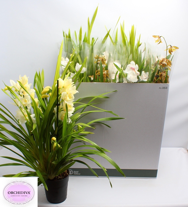 <h4>CYMB GEMENGD</h4>