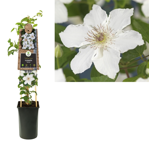 Clematis 'Destiny' 3.0 label