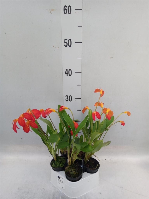 <h4>Orchideeen   ...</h4>