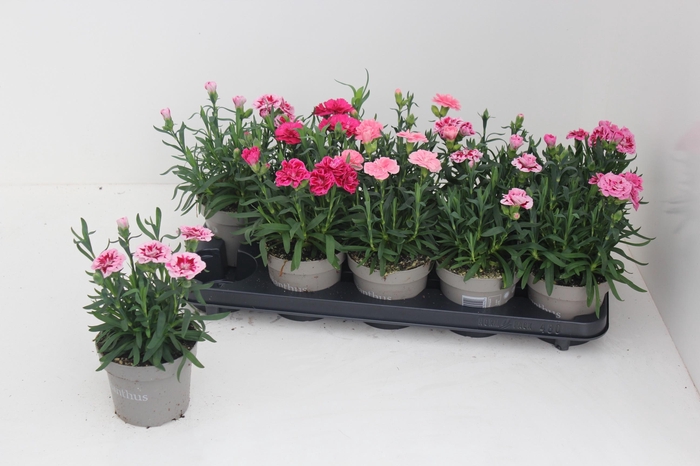 <h4>DIAN OSC GEM</h4>