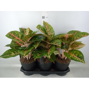 Aglaonema  'Spring Red'