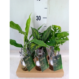 Planten  ..mix