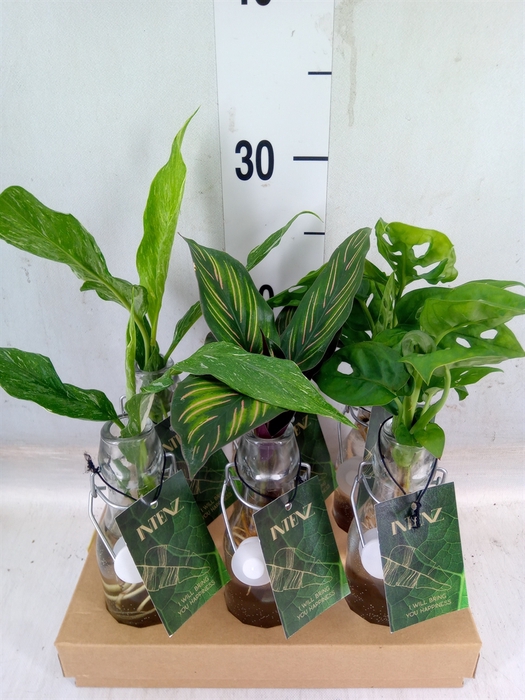 <h4>Planten  ..mix</h4>
