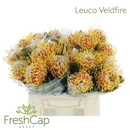 Leuco Veldfire