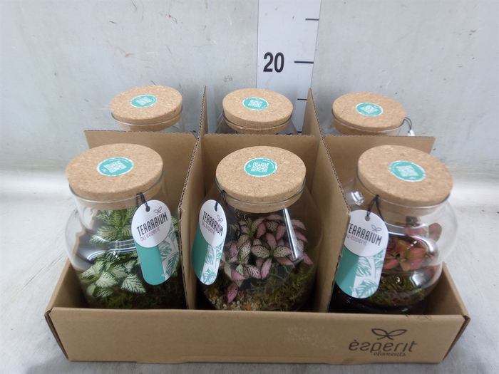 <h4>Arr.   Planten L%</h4>