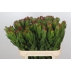 Leucadendron Goldstrike