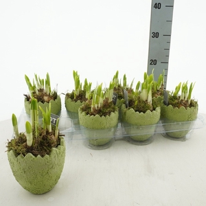 Narcissus Tete a Tete arr. 12Ø 17cm