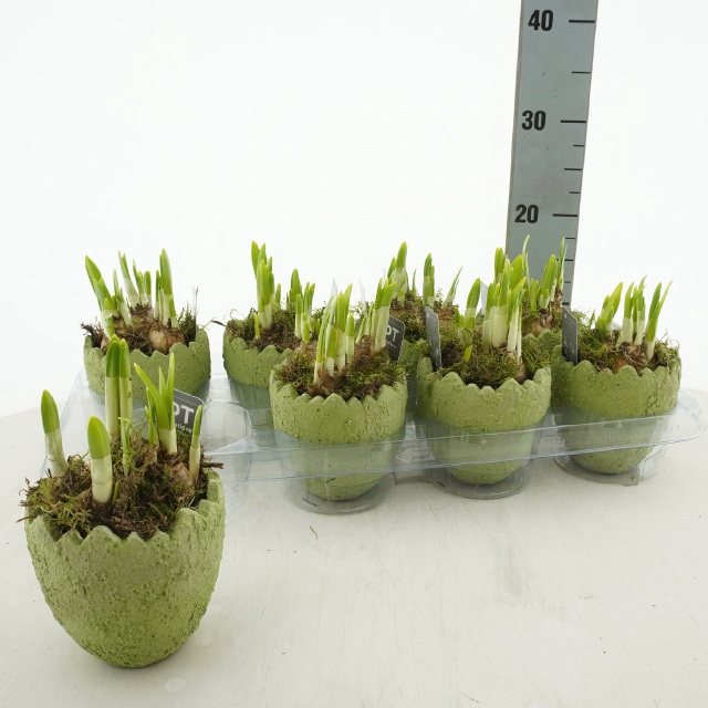 Narcissus Tete a Tete arr. 12Ø 17cm