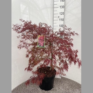 ACER PA GARNET