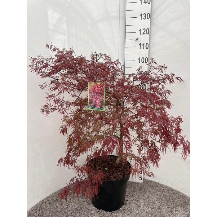 <h4>ACER PA GARNET</h4>